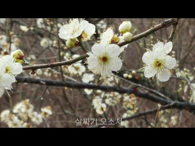 사모(by나훈아) 김복수panflute