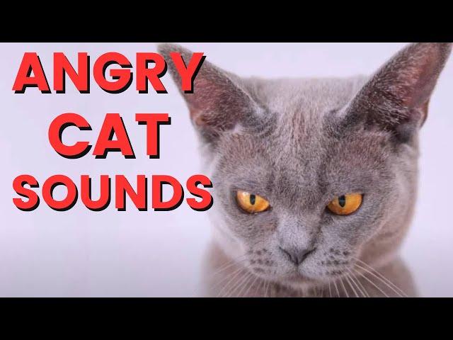 Angry Cat Sounds For 12 Hours ~ Cat Meowing Sound Effect ~ In Slow Motion