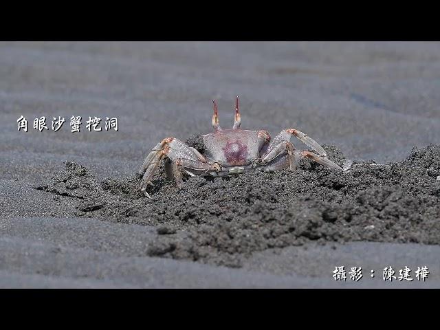 角眼沙蟹挖洞儲存食物