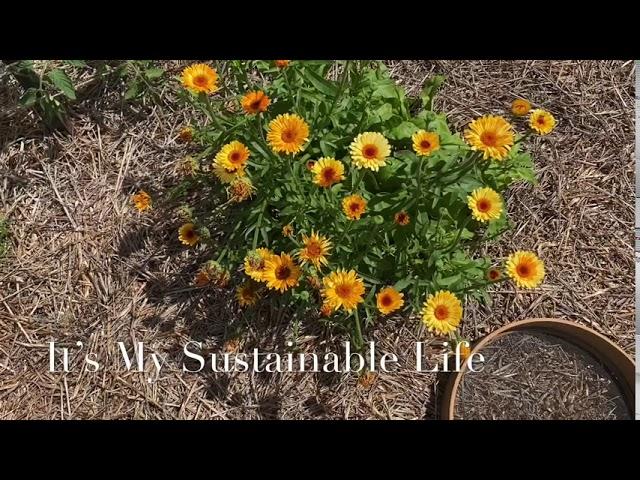 Harvesting Calendula Flowers