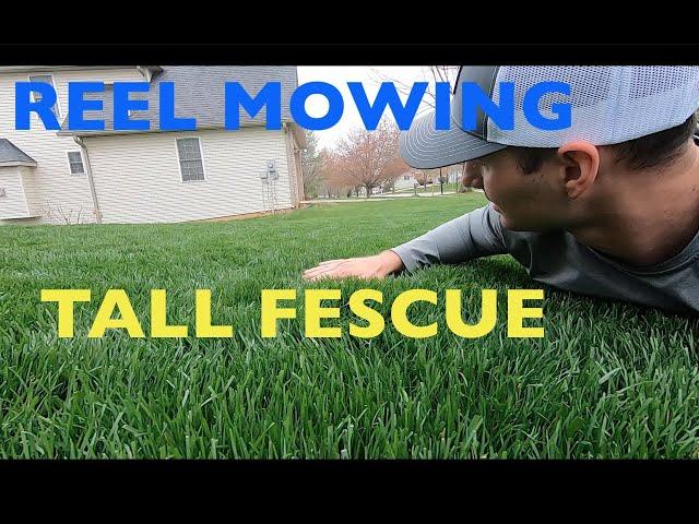 Reel mowing TALL GRASS