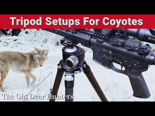 Optimizing Your Coyote Hunting: Tripod Setups for Precision Results!"