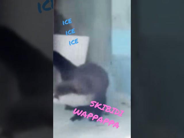 skibideru danceru #doggo #otter #bear # puppy #cute #anime #animals #memes #viral
