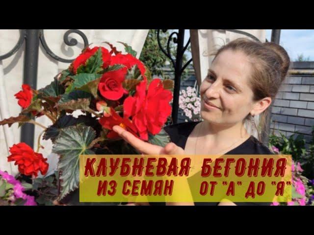 КЛУБНЕВАЯ БЕГОНИЯ ИЗ СЕМЯН ОТ А ДО Я