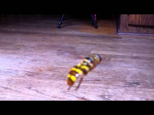 Yellowjacket Hover Fly - Муха журчалка (Сирф) [Milesia virginiensis] |NC|