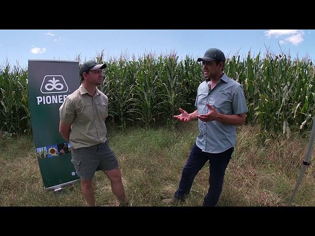 Basic Aspects of Corn Silage with Richardt Venter from AgSci Unlimited