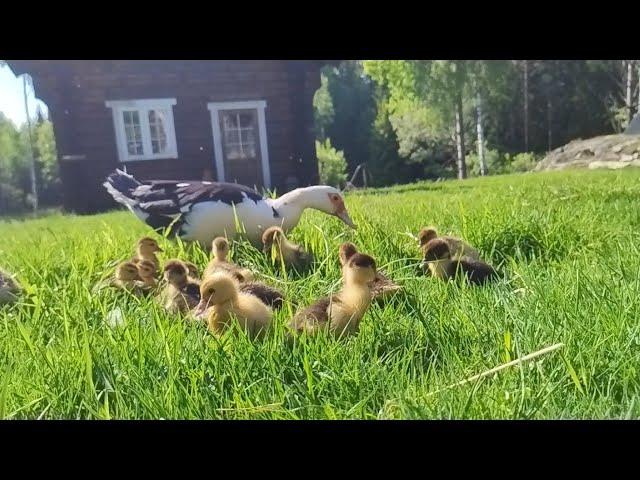 15 ducklings walks to the pond, background, slow tv, relaxing