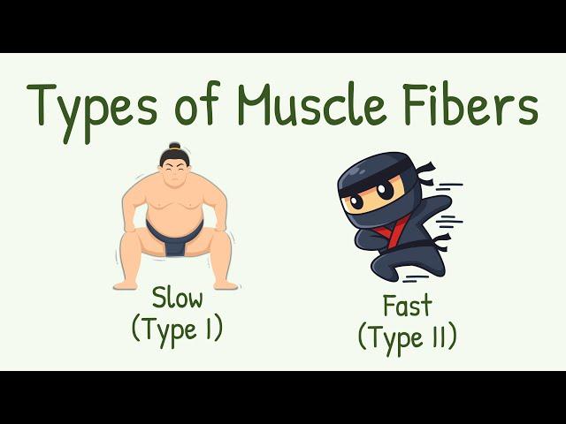 Slow vs Fast Muscle Fibers || Red vs White Muscle Fibers || Types of Muscle Fiber: Type I, Type II