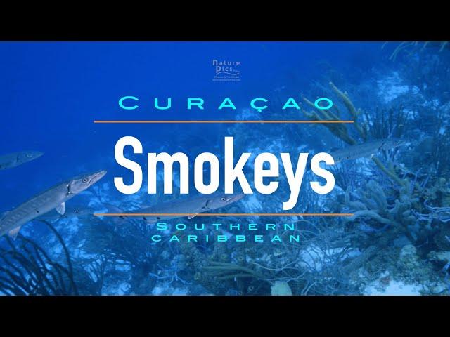 Smokeys Dive Site near Eastpoint Curacao | Curacao Dive Guide | Dive Travel Curacao