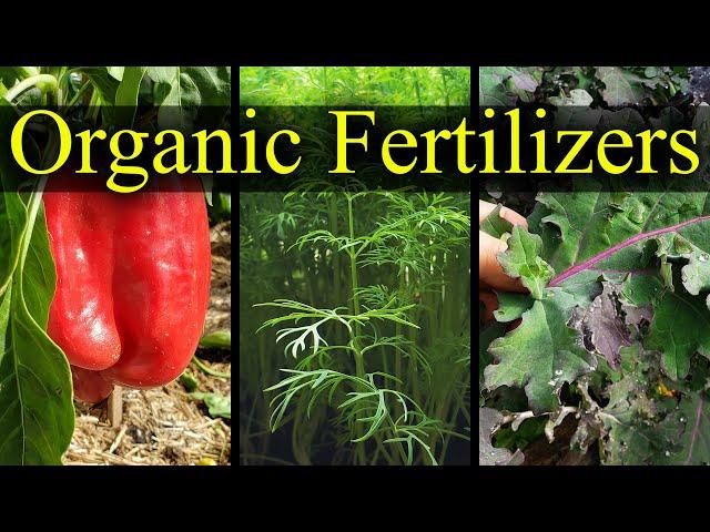 Organic Fertilizers - My Top 5 Choices For 2021!