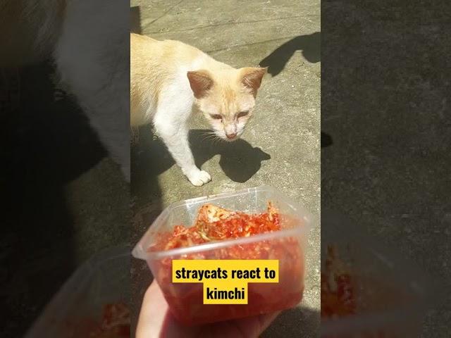 Straycats | Cats react to Kimchi |Fur and pets #shorts #cats #love #funny #kimchi #food #cat