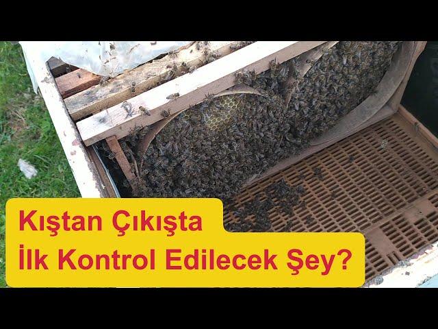 Kış Çıkışı İlk Neyi Kontrol Etmeliyiz? #arıcılık #beekeeping #bee #arı