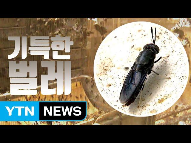 [자막뉴스] 살아있는 '쓰레기 해결사' #동애등에 / YTN