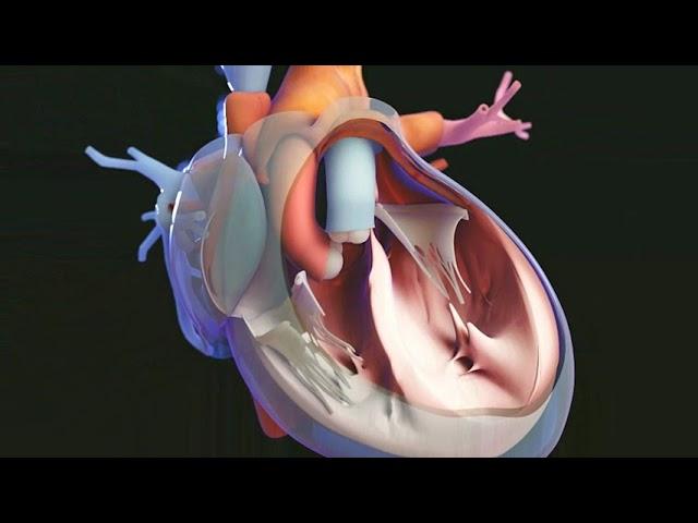 Overview of the Human Body: Cells, Tissues, Organs and Organ Systems | Merck Manual Consumer Version