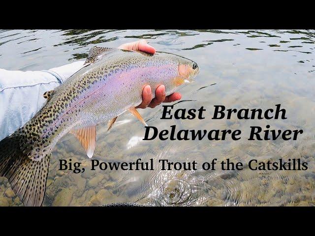 East Branch Delaware River:  Euro Nymphing the Big, Powerful Trout of the Catskills