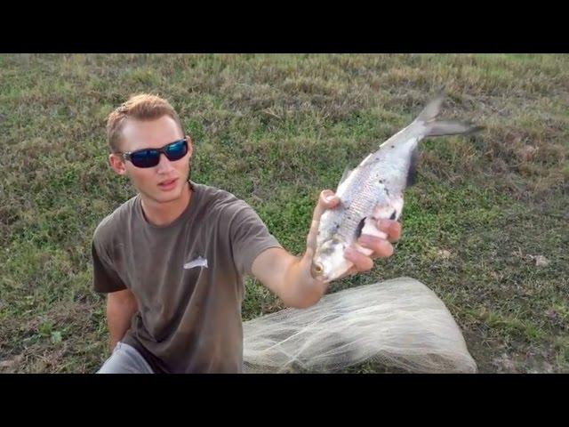 Monster Bass Eat Giant Shad!!