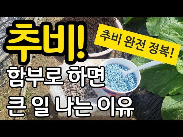 배추밭 추비 함부로 하면 큰 일 나는 이유 - 추비 완전정복