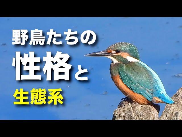 いろいろな野鳥の性格について解説します！