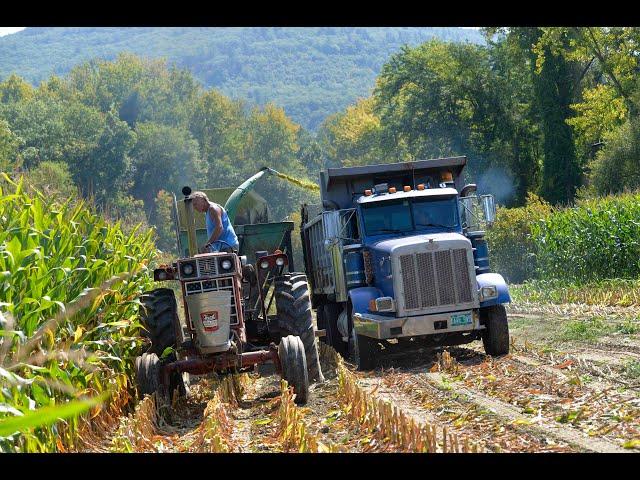 Harvesting corn