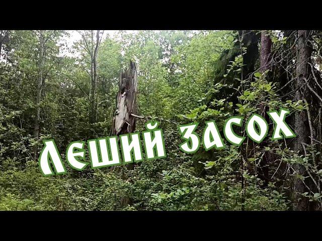 Леший засох