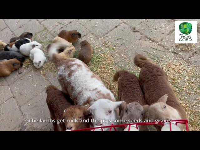 Guinea pigs and lambs in the garden