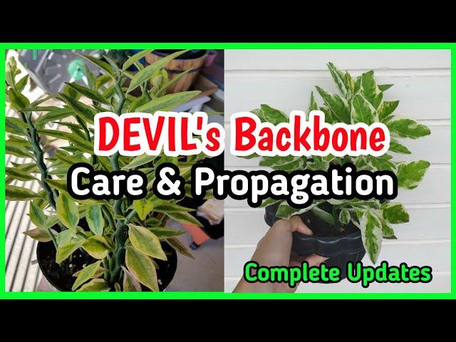 How to Propagate, Care & Tips for Devil's Backbone Plant With 100% Results