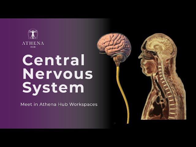 Components Central Nervous System - Athena Hub Workspaces