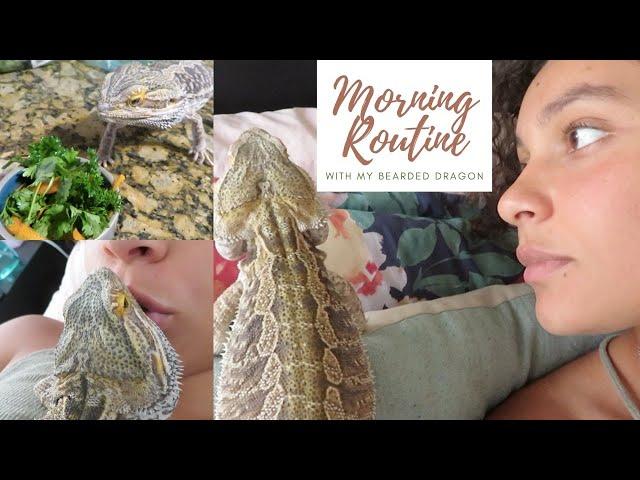 My bearded dragon's morning routine