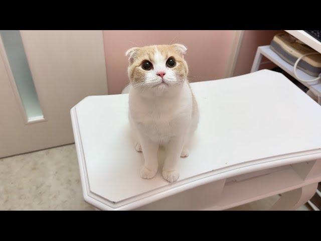 全身麻酔から目覚めて再会したときの子猫の反応がかわいすぎました…