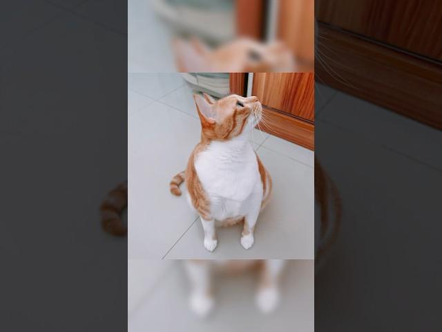 怎么可以丑美丑美的呀