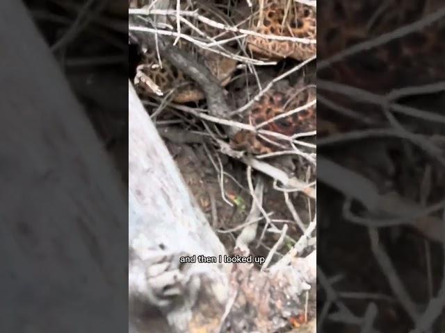 A good beginner foraging tip is to look underneath things like fallen logs, rocks, bushes for mushro