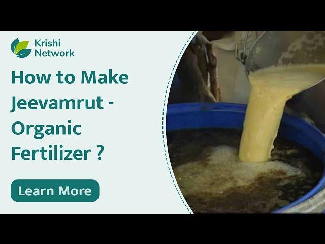 How to Make Jeevamrut | Organic Fertilizer | Organic Farming | Krishi Network