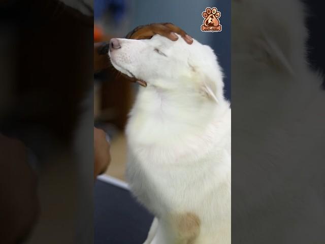 Watch as one of our adorable clients enjoys a full grooming session at FUREVER PETS GROOMING STUDIO