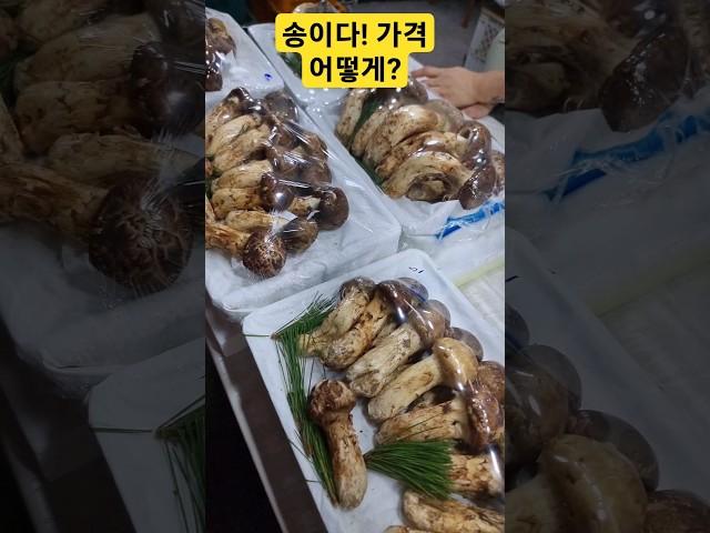 경동시장@송이다! 가격이 얼마? 맛나겠다! #버섯 #송이버섯 #가을 #건강 #먹방  #요리 #맛집 #음식