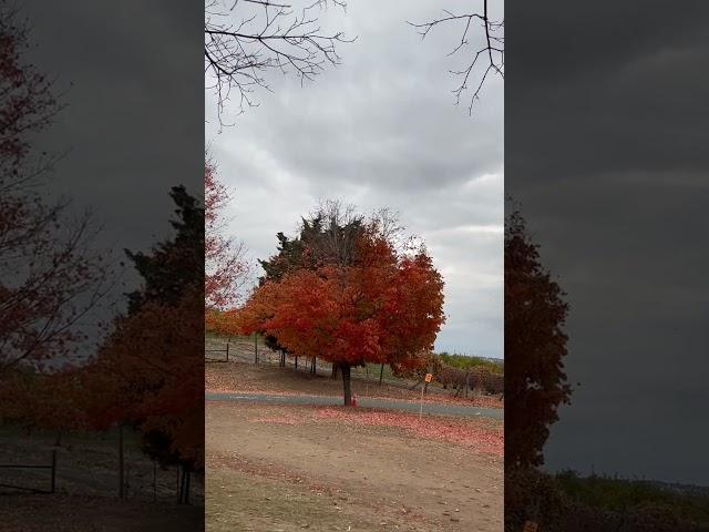 Local farm#music #love #garden #organicfarming #gardening #reels #nature #tree #fyp #video #farm