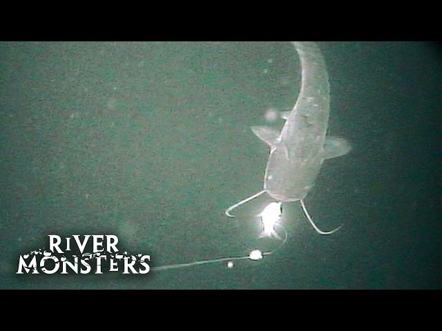 Wels Catfish ATTACKS camera underwater | River Monsters