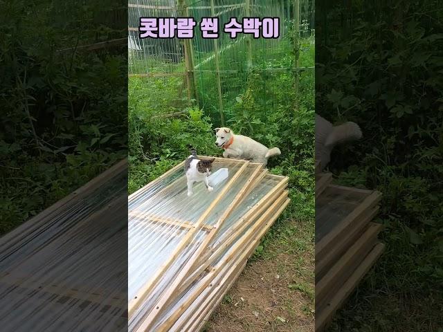 울타리 밖에 맛을 본 고양이 ! #shorts #고양이 #강아지 #반려견