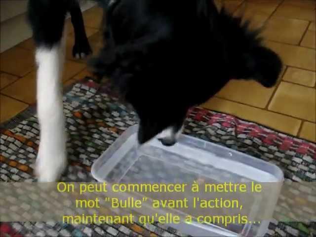 Comment apprendre à mon chien à faire des bulles dans l'eau ?