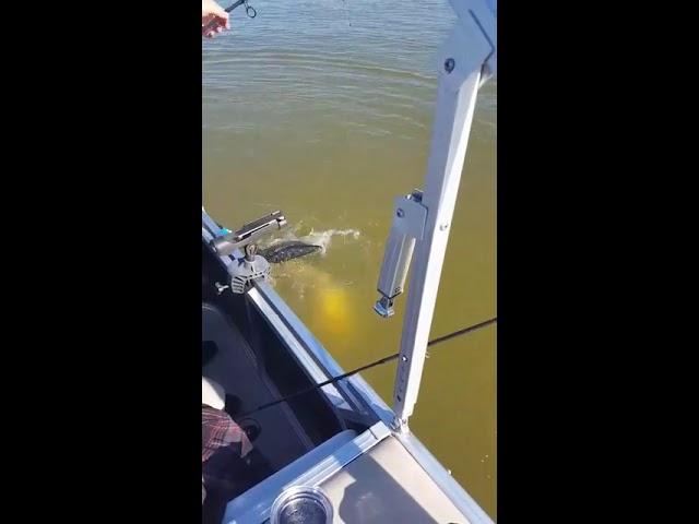 Lake Conroe Jimmy's Gone Fishing Guide Service -  December 2018 - 40lb Blue cat