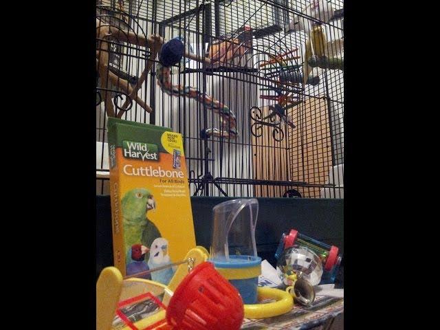 Getting a Parakeet?  Cage Setup