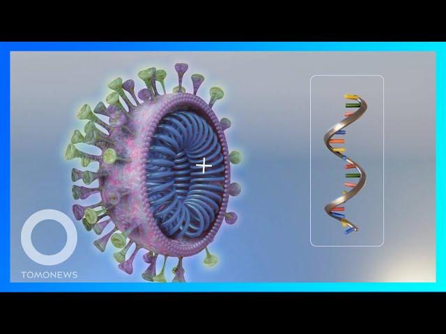 最新研究：新冠病毒不是人造生化武器