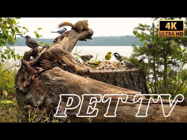 Entertain Your Cat or Dog with Pet TV | Beautiful Birds Along the Lake