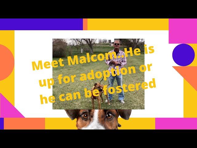 Hobo Care Boxer Rescue|Malcom needs adopted or fostered|David Novak Real Estate Agent 303-929-9660