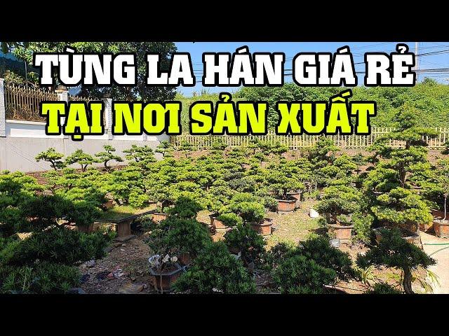 Tùng La Hán Giá Rẻ Tai Nơi Sản Xuất Cho Anh Em Toàn Quốc (LH 0983364439)