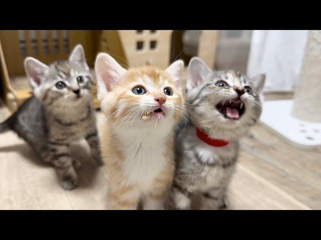 おやつのおかわりを催促する子猫【かぐ告兄妹日記#25】Kittens begging for more treats.