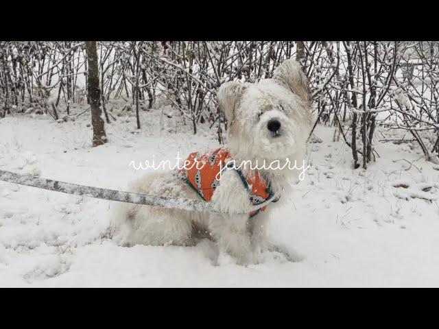 sub)Winter vlog with A dog who became a snowman, dog grooming challenge of a coward mixed breed dog