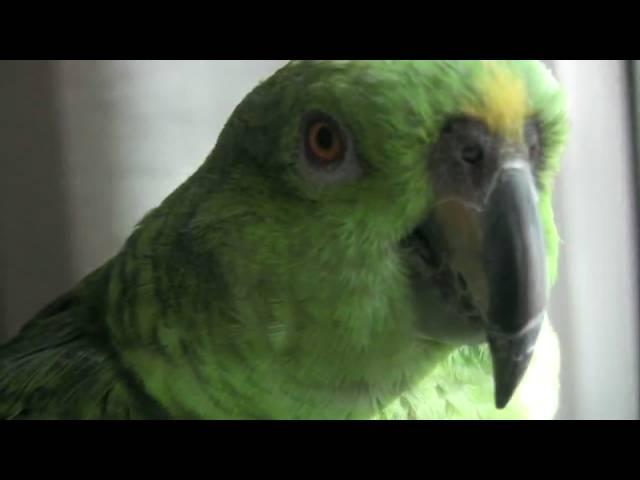 CALA BOCA GALVAO - Save Galvao Birds Campaign