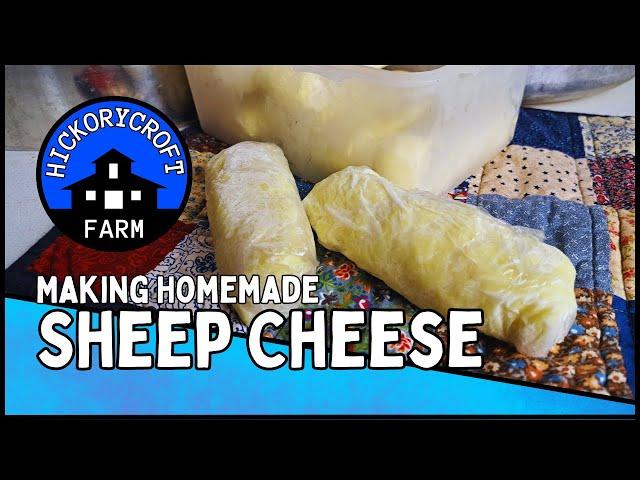 Milking SHEEP and Making SHEEP CHEESE : Homemade Famers Cheese Building a Self Sufficient Homestead