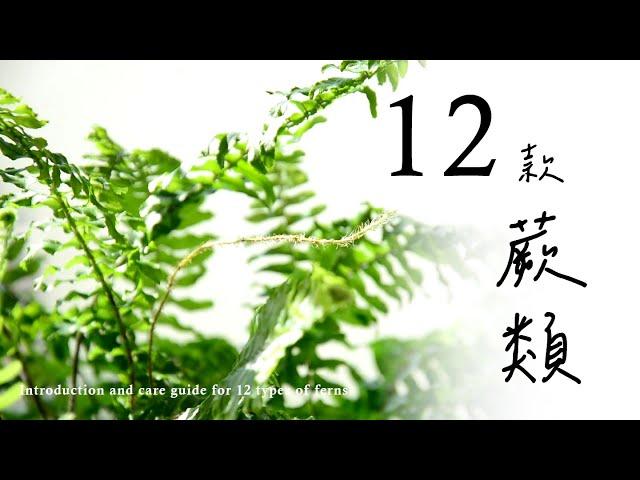 這幾款蕨類植物不能錯過！為您的家帶來綠意介紹及養護重點| Introduction and care guide for 12 types of ferns #室內植物 #蕨類