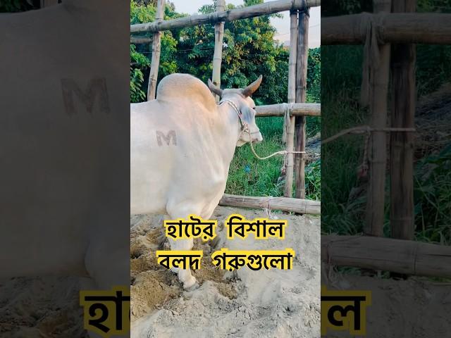 গরুর হাটের বড় বলদ গরু#viralvideo #cow #goruloversofchattga #bull #youtubeshorts